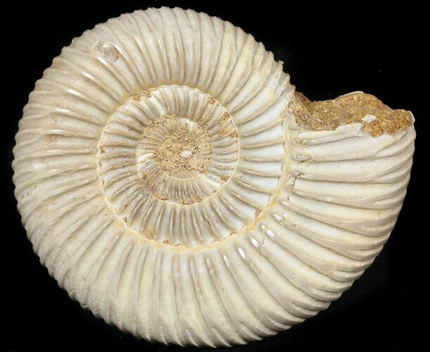Perisphinctes Ammonite - Jurassic #45414